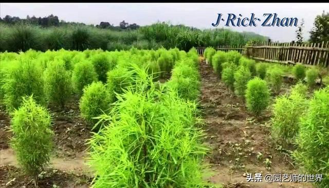 新晋网红草——浅谈红地肤种植应用经验