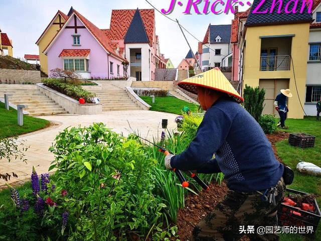 园艺技术分享系列——如何种植、养护好鸢尾
