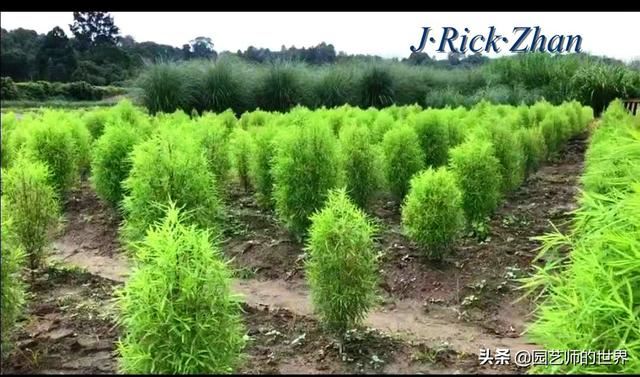 新晋网红草——浅谈红地肤种植应用经验