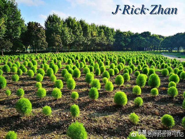 新晋网红草——浅谈红地肤种植应用经验