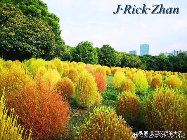 新晋网红草——浅谈红地肤种植应用经验