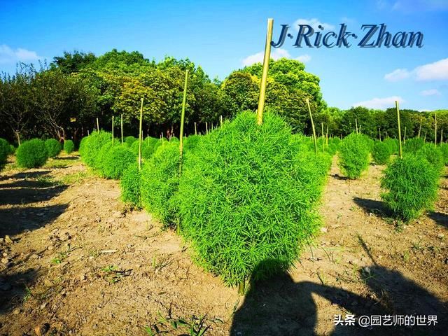 新晋网红草——浅谈红地肤种植应用经验