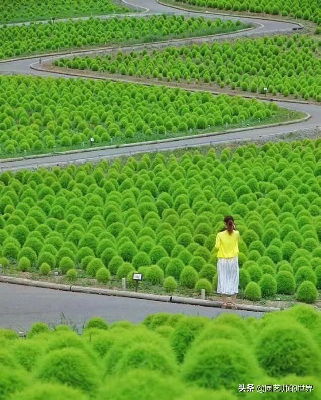 新晋网红草——浅谈红地肤种植应用经验