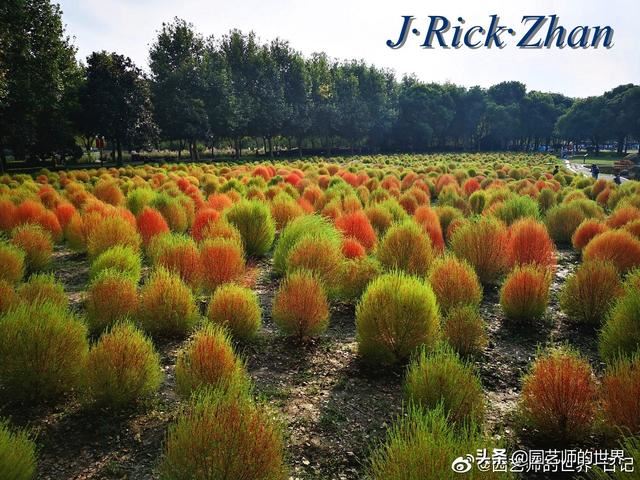 新晋网红草——浅谈红地肤种植应用经验