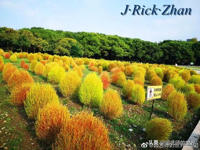 新晋网红草——浅谈红地肤种植应用经验