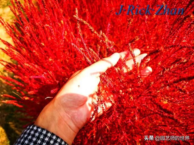 新晋网红草——浅谈红地肤种植应用经验