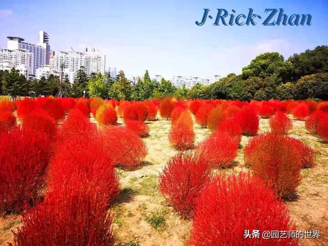新晋网红草——浅谈红地肤种植应用经验