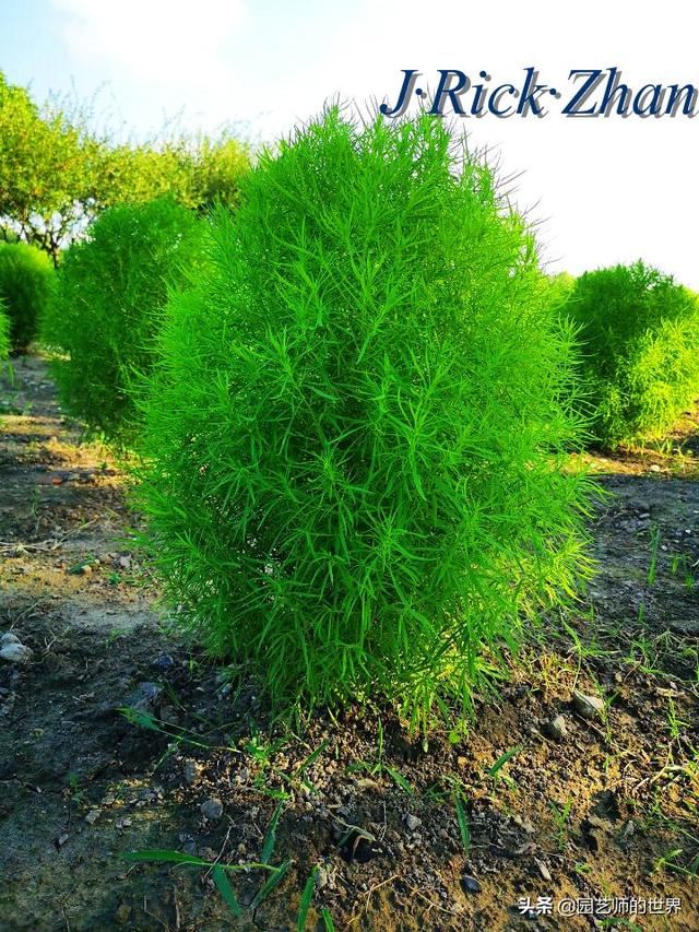 新晋网红草——浅谈红地肤种植应用经验