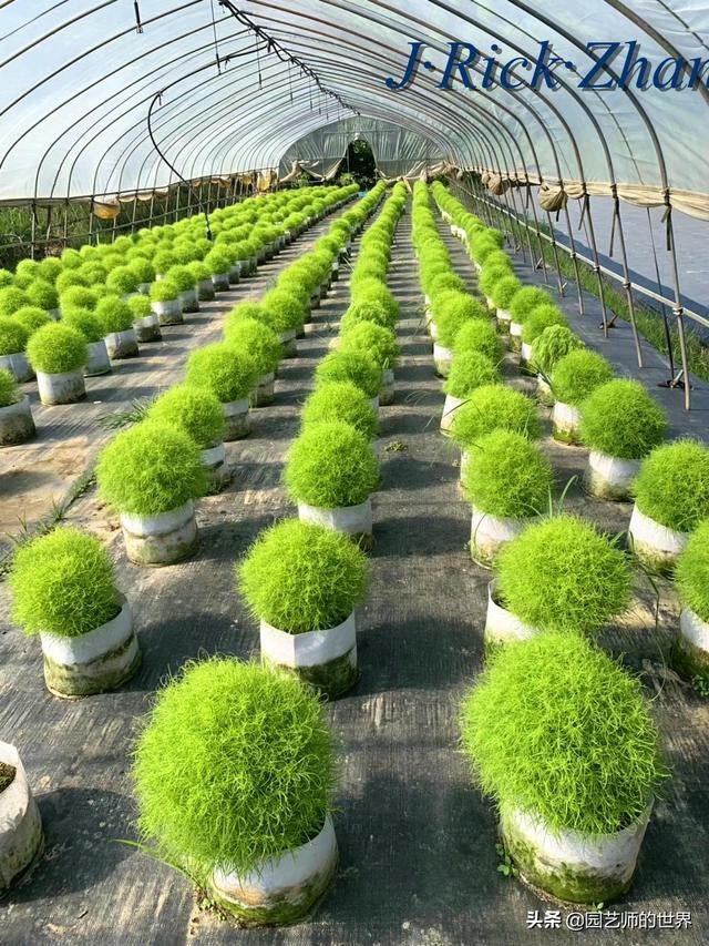 新晋网红草——浅谈红地肤种植应用经验