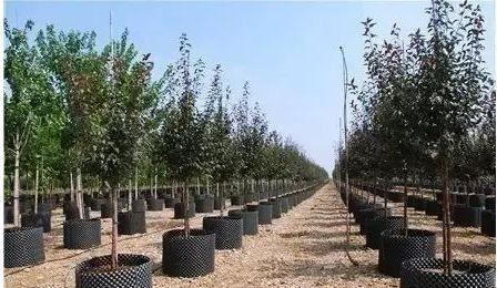 100%成活率，园林绿化施工必懂
