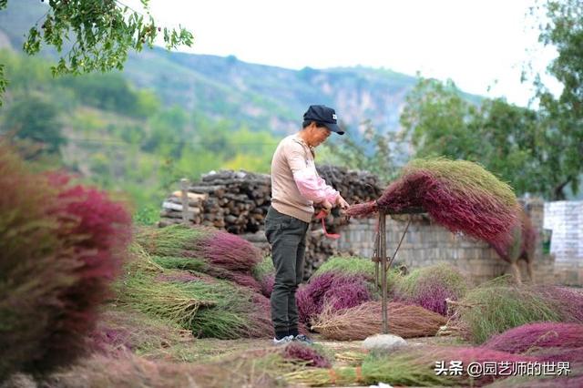 新晋网红草——浅谈红地肤种植应用经验
