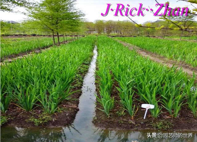 园艺技术分享系列——如何种植、养护好鸢尾