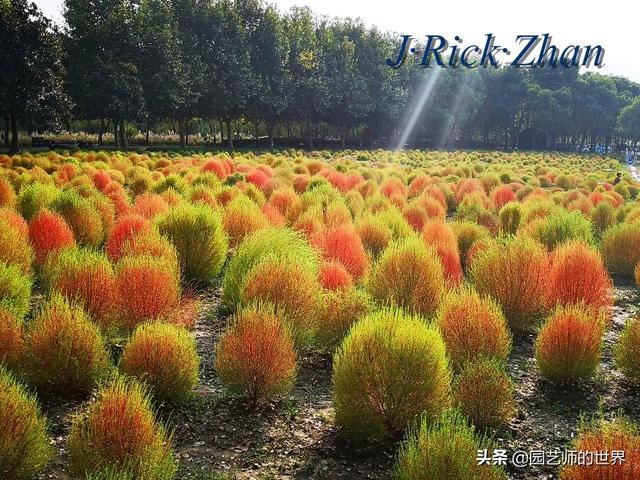 新晋网红草——浅谈红地肤种植应用经验
