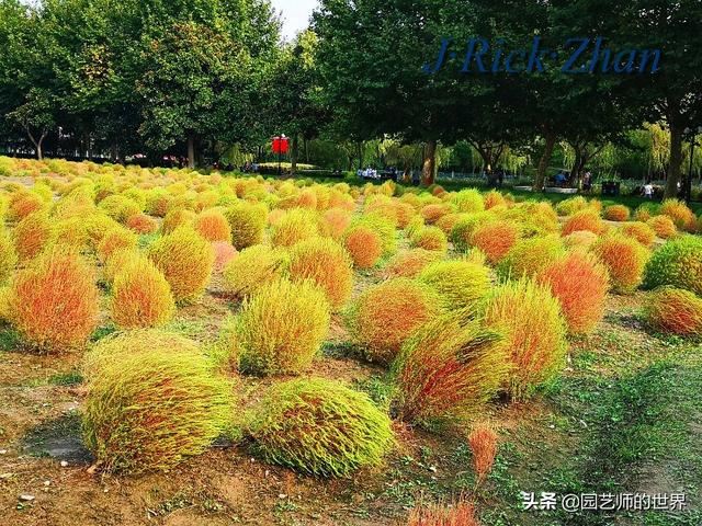 新晋网红草——浅谈红地肤种植应用经验