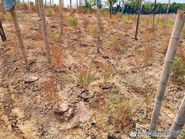 新晋网红草——浅谈红地肤种植应用经验
