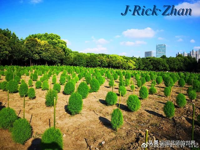 新晋网红草——浅谈红地肤种植应用经验