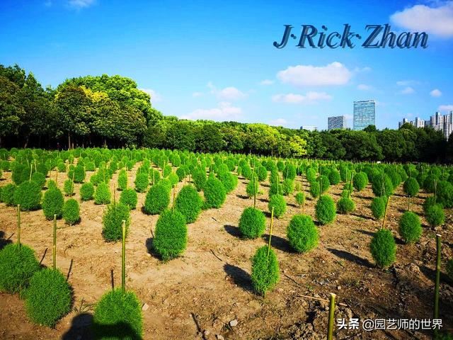 新晋网红草——浅谈红地肤种植应用经验