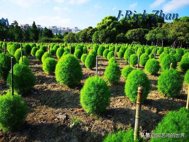新晋网红草——浅谈红地肤种植应用经验