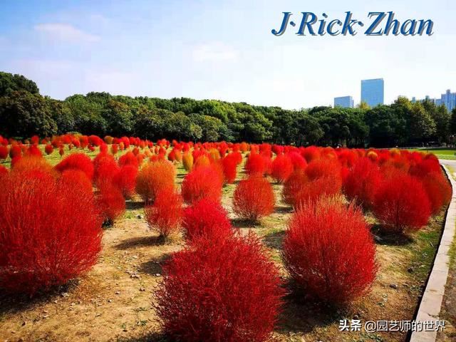 新晋网红草——浅谈红地肤种植应用经验