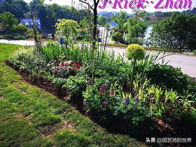 园艺技术分享系列——如何种植、养护好鸢尾