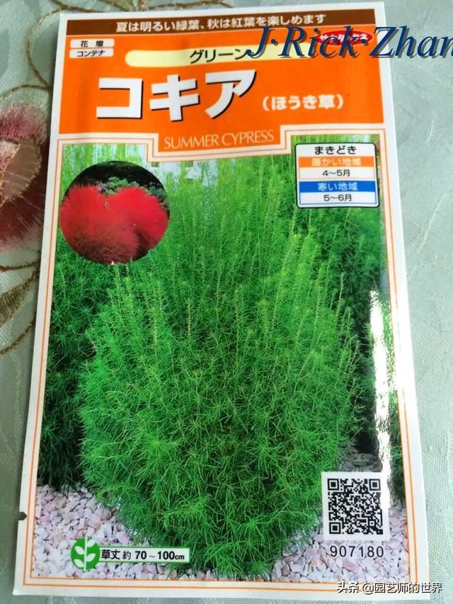 新晋网红草——浅谈红地肤种植应用经验