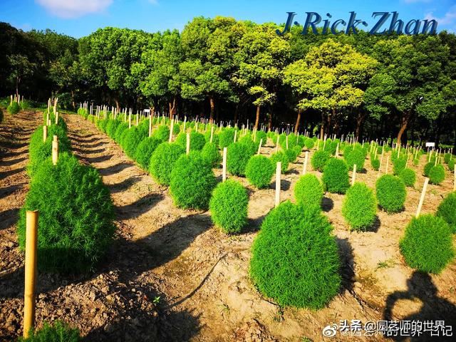 新晋网红草——浅谈红地肤种植应用经验