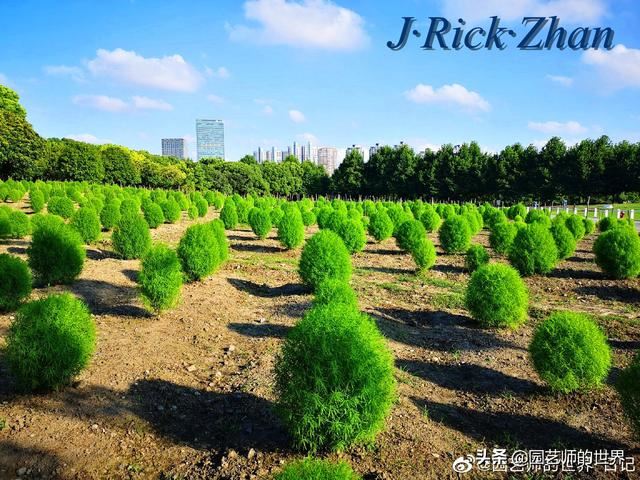 新晋网红草——浅谈红地肤种植应用经验
