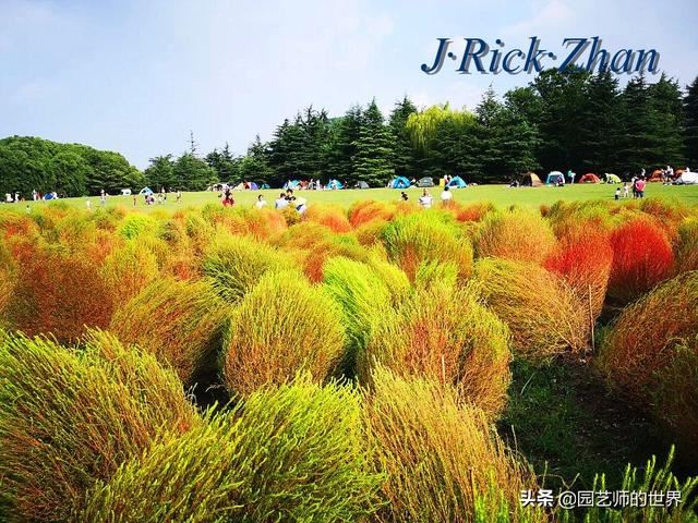 新晋网红草——浅谈红地肤种植应用经验