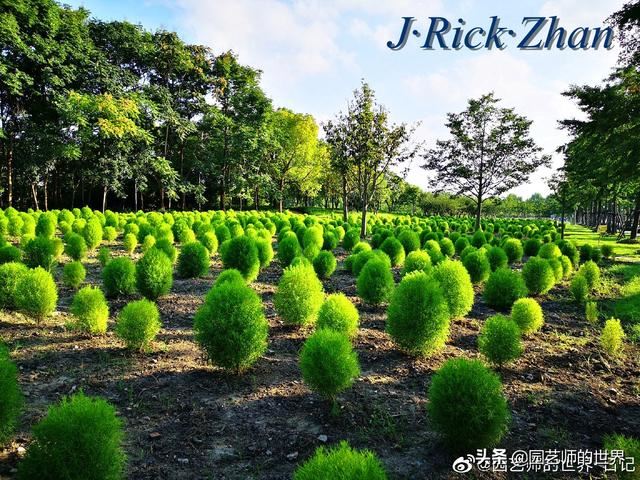 新晋网红草——浅谈红地肤种植应用经验