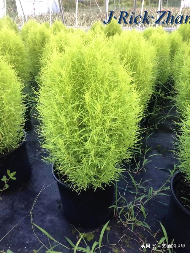 新晋网红草——浅谈红地肤种植应用经验