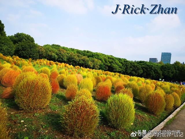 新晋网红草——浅谈红地肤种植应用经验
