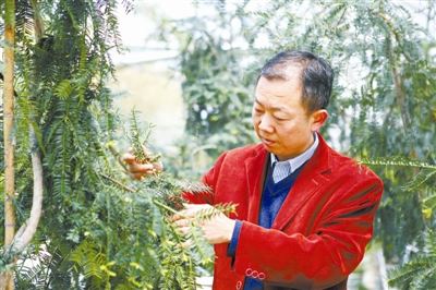 [树木传奇]香榧：传承千年的美食珍果