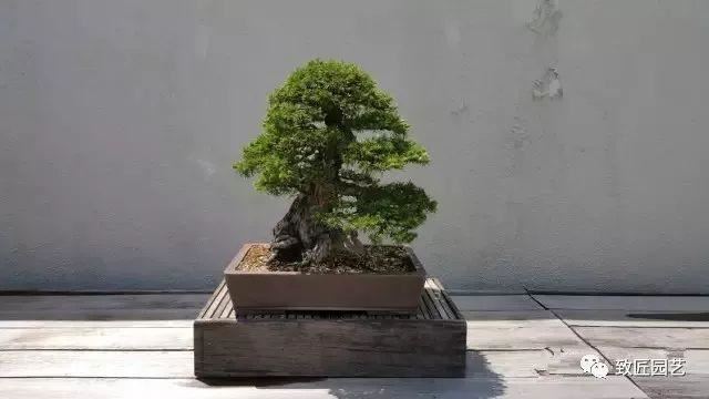 走进美国植物园盆景，欣赏百年精品之作