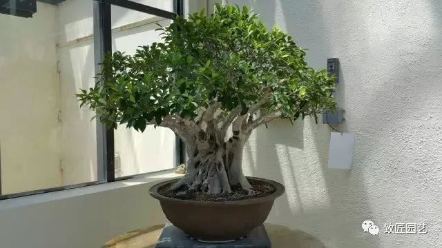 走进美国植物园盆景，欣赏百年精品之作