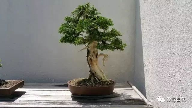 走进美国植物园盆景，欣赏百年精品之作