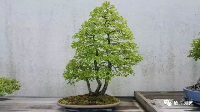 走进美国植物园盆景，欣赏百年精品之作