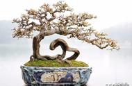 走进美国植物园盆景，欣赏百年精品之作