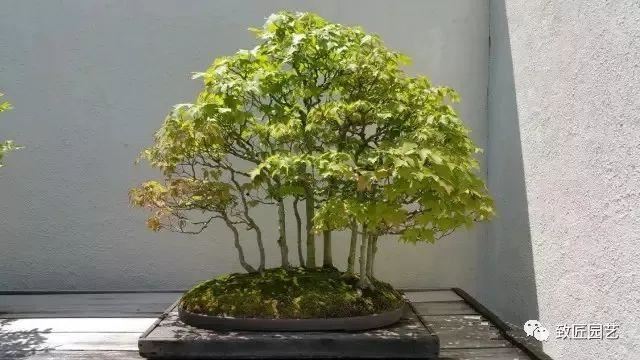 走进美国植物园盆景，欣赏百年精品之作