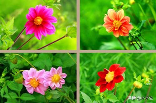 常见的菊花品种
