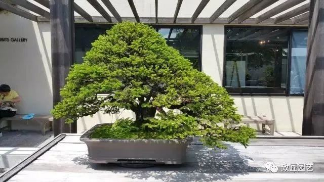 走进美国植物园盆景，欣赏百年精品之作