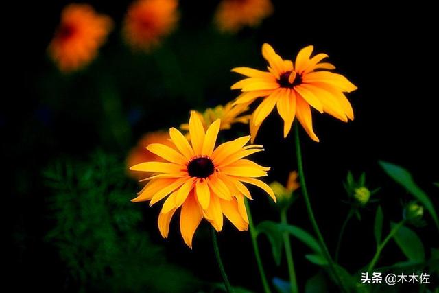常见的菊花品种