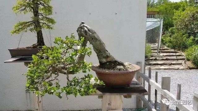 走进美国植物园盆景，欣赏百年精品之作