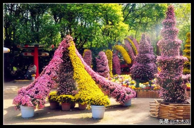 常见的菊花品种