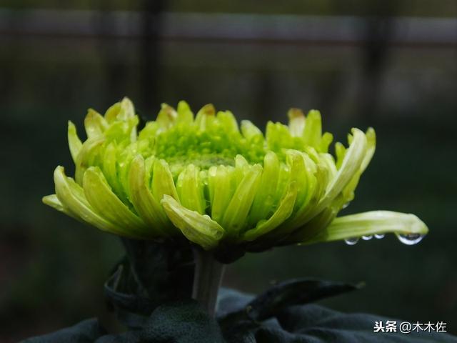 常见的菊花品种