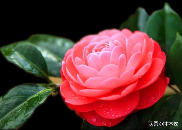 茶花中的珍品——赤丹