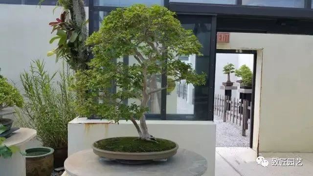 走进美国植物园盆景，欣赏百年精品之作