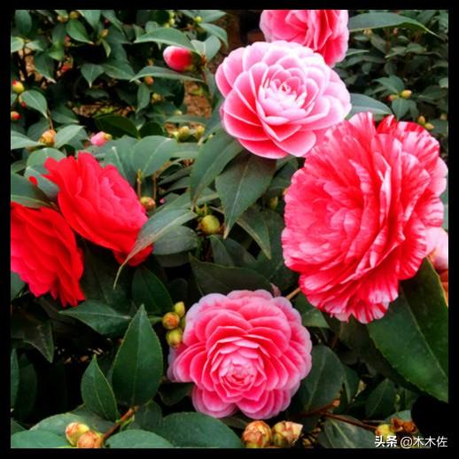 茶花中的珍品——赤丹