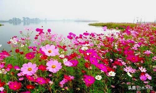 常见的菊花品种