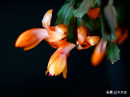 应该如何选择蟹爪兰、仙人指、假昙花、令箭荷花、落花之舞栽种