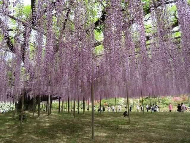 紫藤：开花时如紫色瀑布般震撼